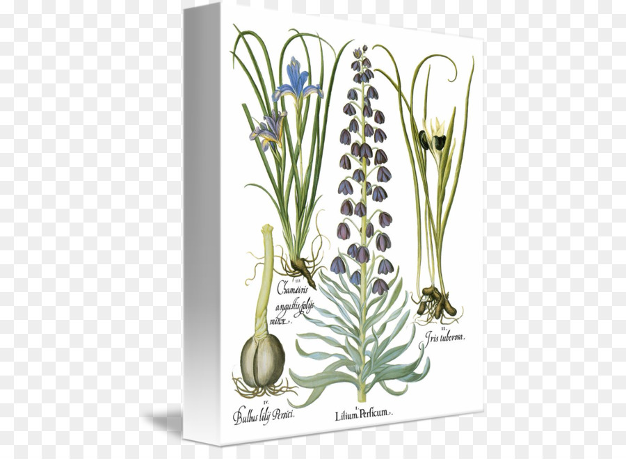 Bitki Kitabı，Bitkilerin Basilius Besler Florilegium Kitap PNG