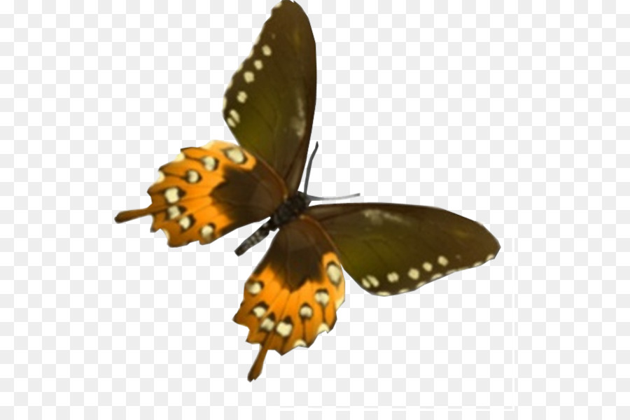 Monarch Kelebek，Kelebek PNG