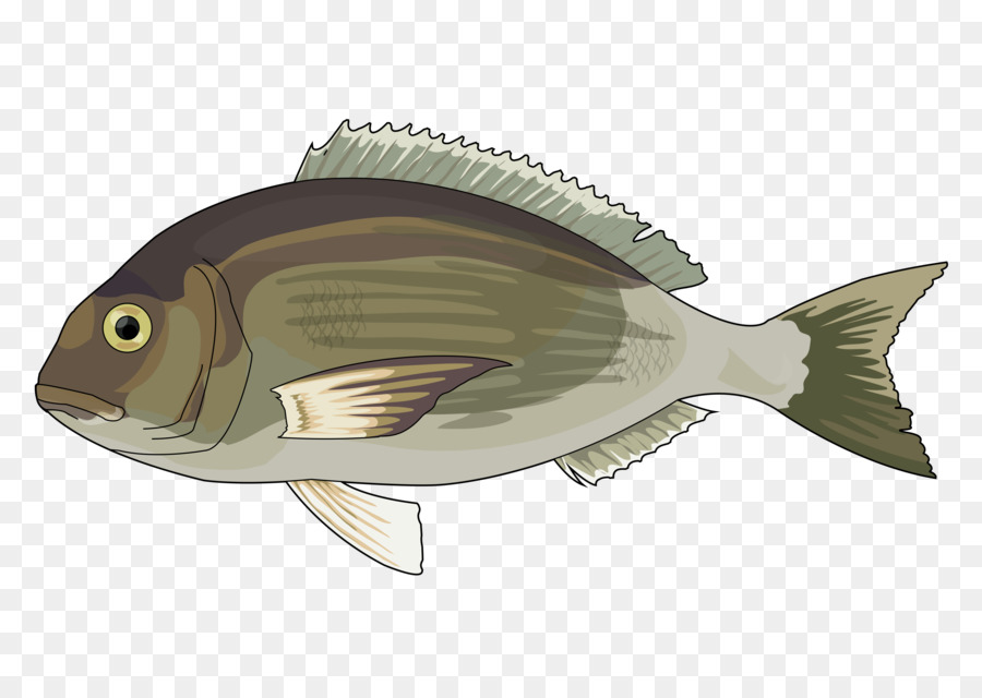 Balık，Eğitim Teknolojisi PNG