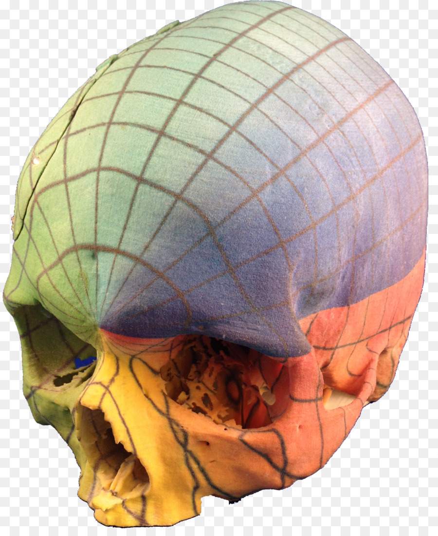 Anatomi，3d Baskı PNG