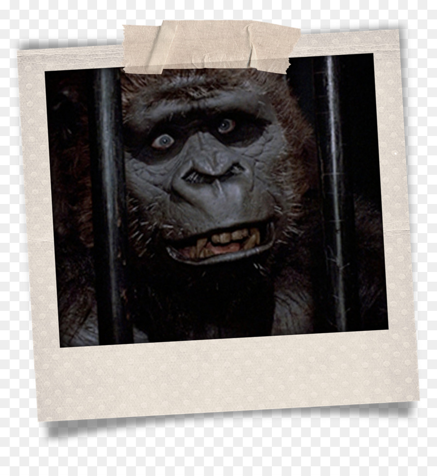 Goril，Ortak şempanze PNG