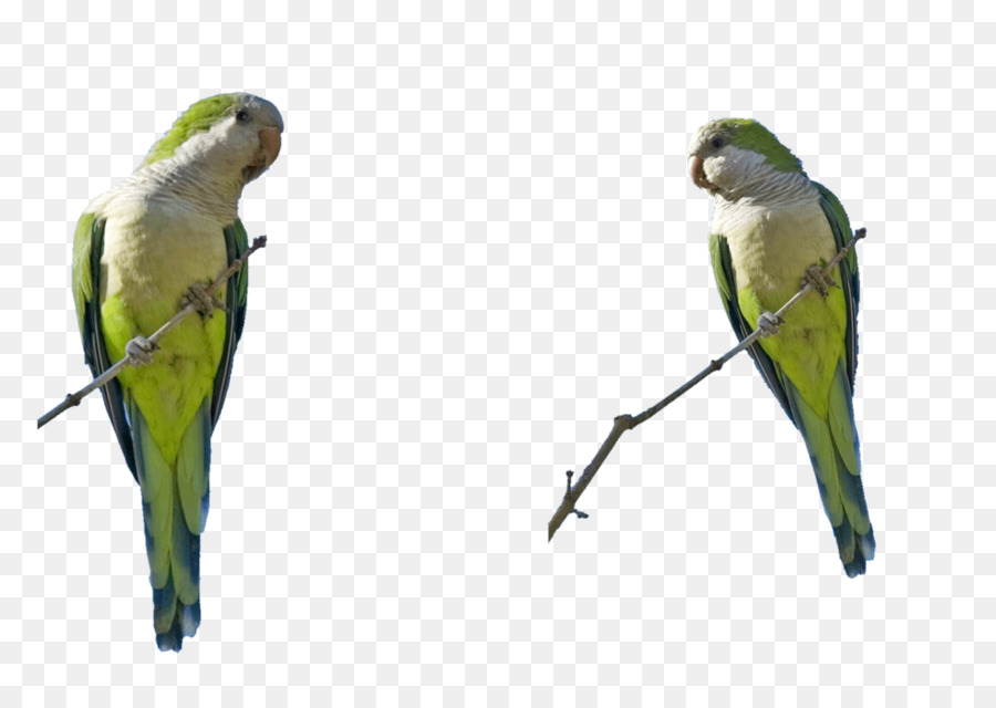 Dalğalı Papağanlar，Muhabbetkuşu PNG