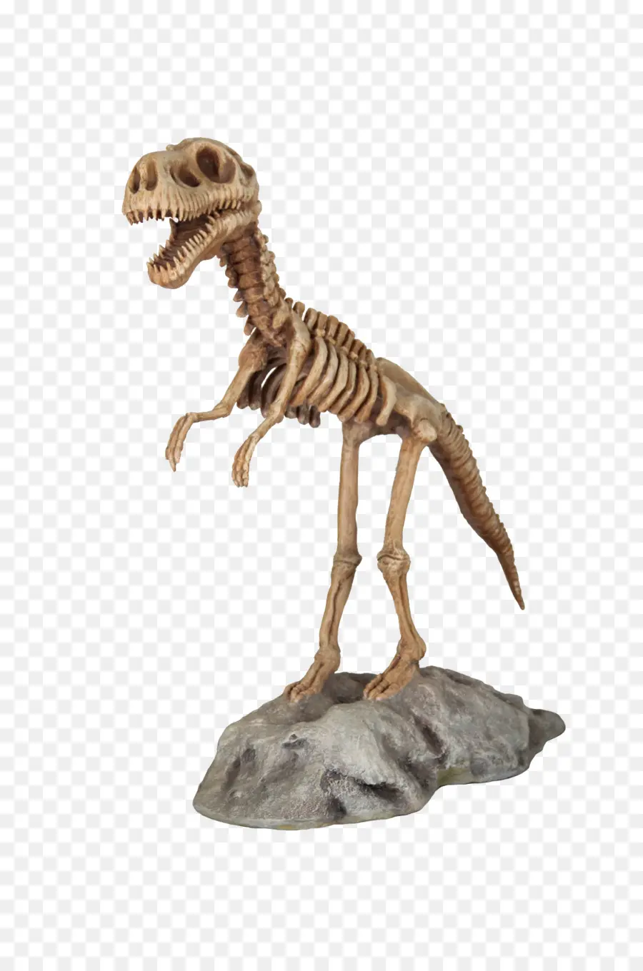 Tyrannosaurus，Velociraptor PNG