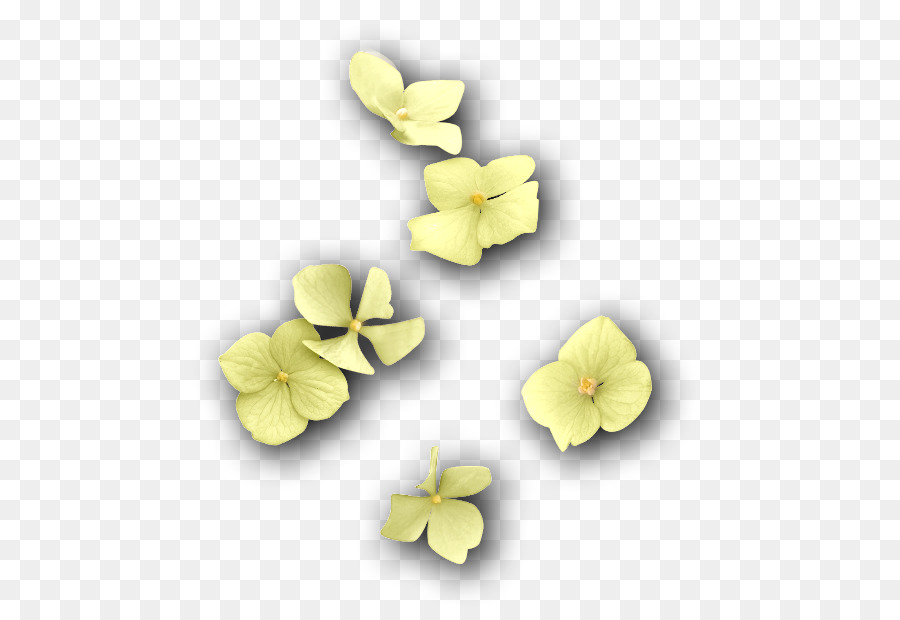 Mor，Violaceae PNG