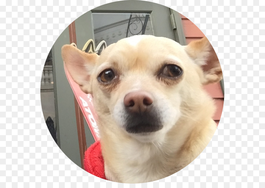 Chihuahua，Köpek ırkı PNG