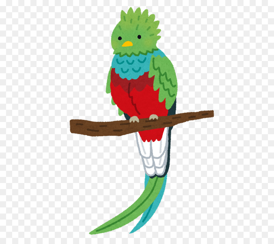 Papağan，şaşaalı Tüylü PNG