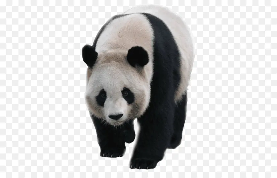 Panda，Ayı PNG