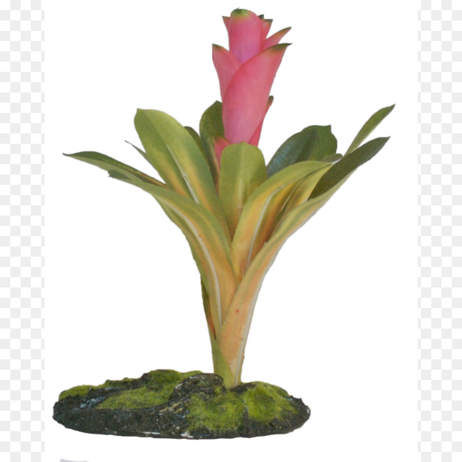 Cryptanthus，Bitki PNG