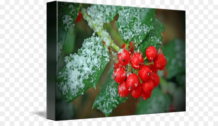 Aquifoliales，Holly PNG