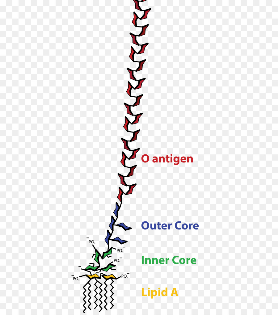 Endotoksin，Bakteri PNG