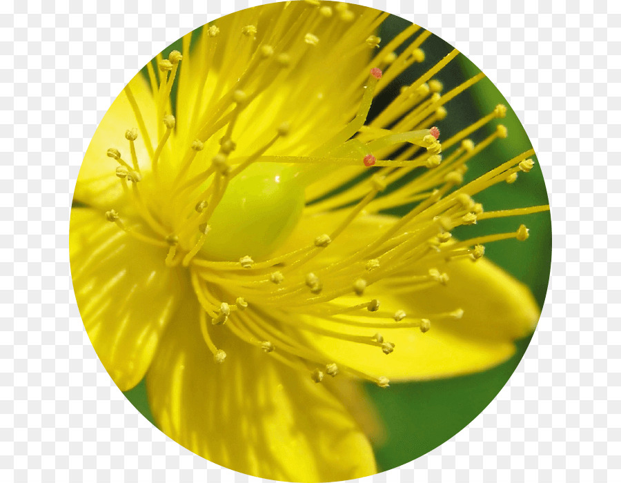 Perfore St John Swort，Bitki PNG