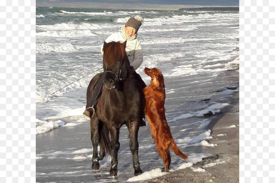 Köpek ırkı，İrlanda Seteri PNG