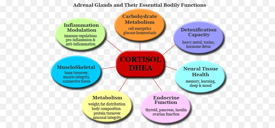 Kortizol Dhea İşlevleri，Adrenal Bezler PNG