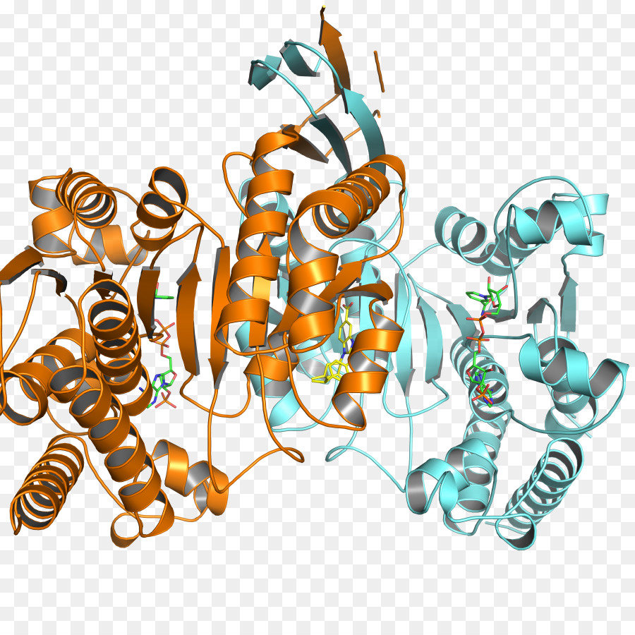 Protein Yapısı，Molekül PNG