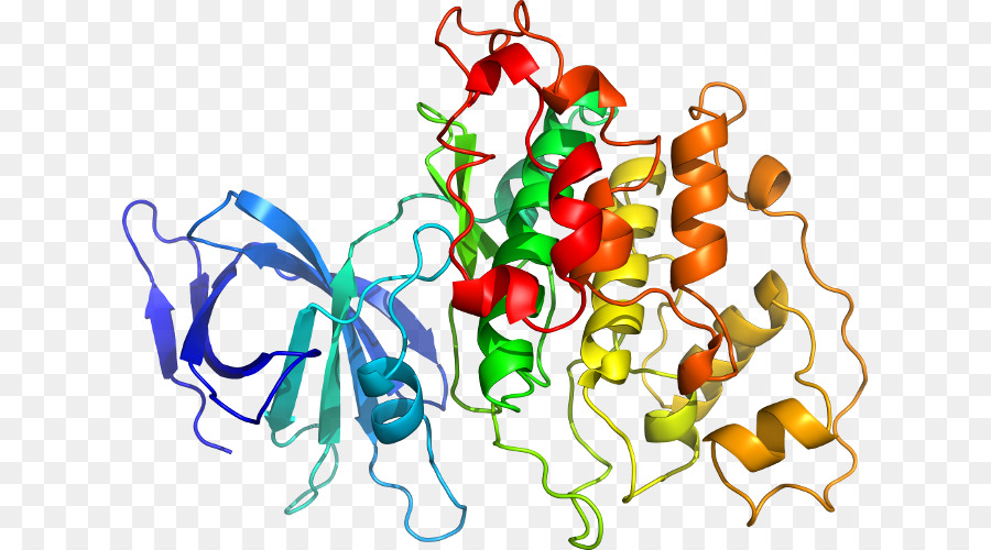 Protein Yapısı，Molekül PNG