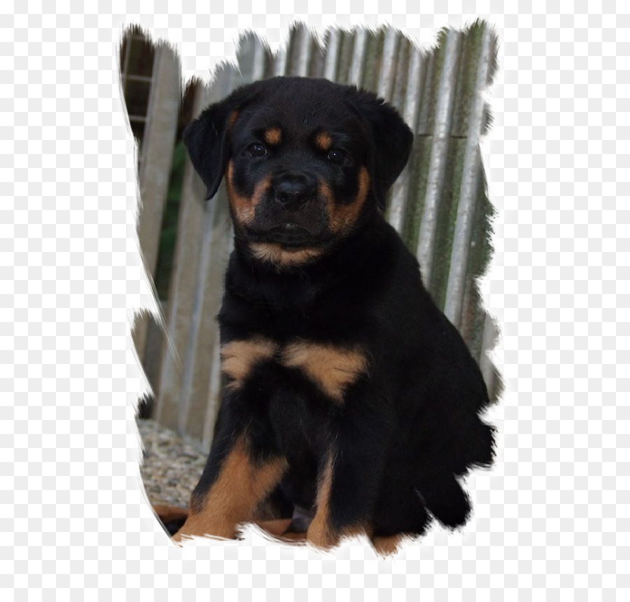 Rottweiler，Köpek Yavrusu PNG