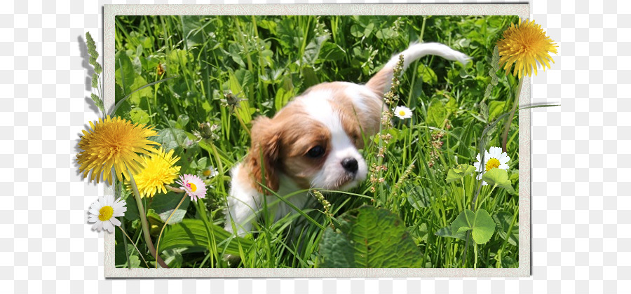 Cavalier Kral Charles Spaniel，Kral Charles Spaniel PNG