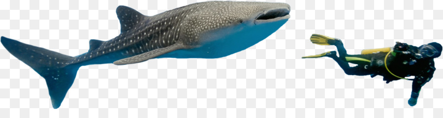 Balık，Deniz Memelisi PNG