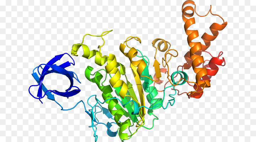 Protein Yapısı，Molekül PNG