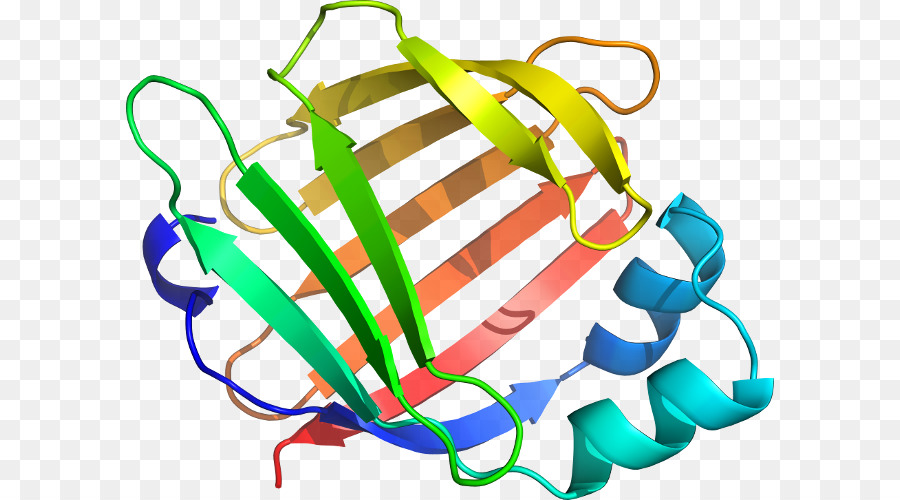 Protein Yapısı，Molekül PNG