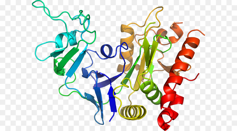 Protein Yapısı，Molekül PNG