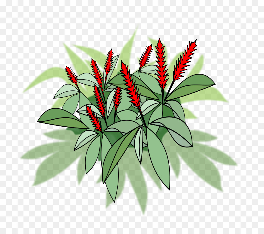 Kırmızı Zencefil，Yaprak PNG