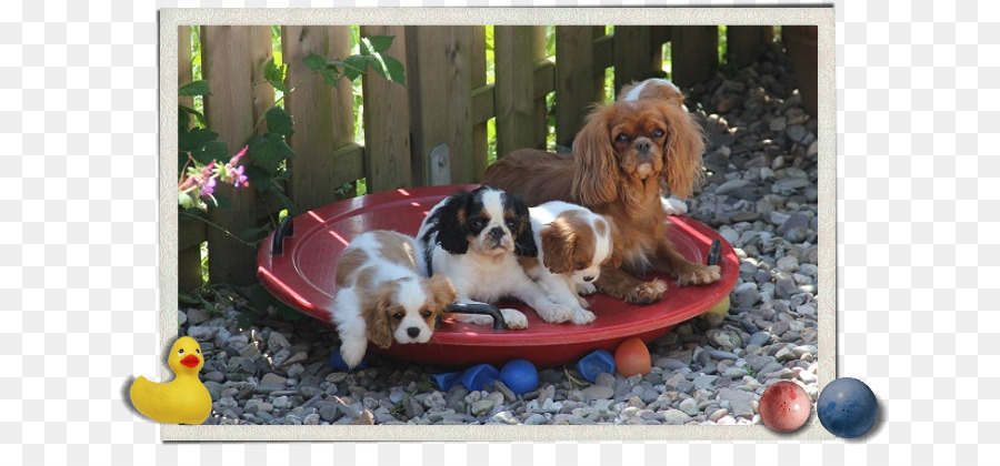 Cavalier Kral Charles Spaniel，Köpek Yavrusu PNG