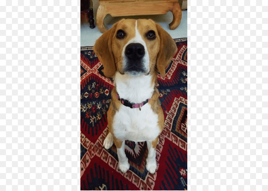 Beagle，Zımpara PNG