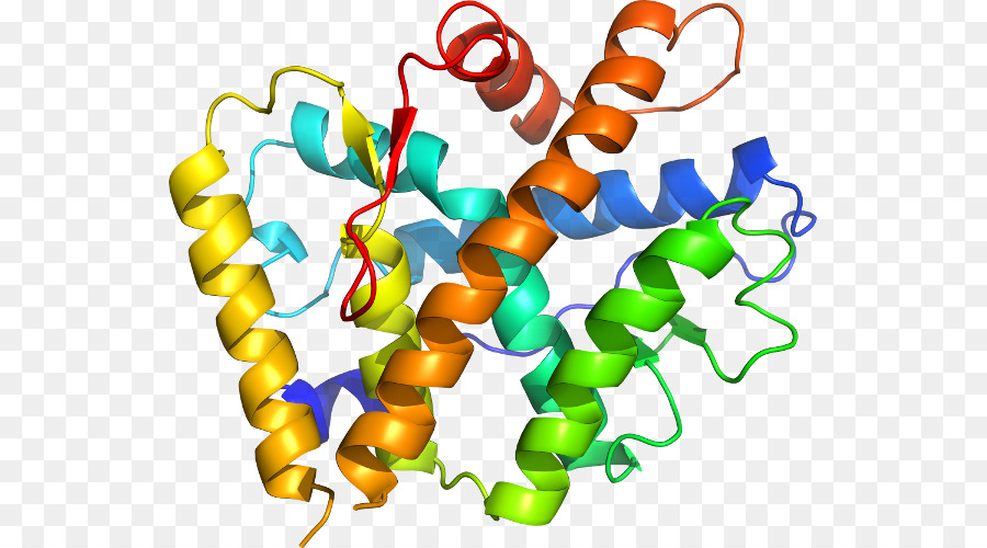 Protein Yapısı，Molekül PNG