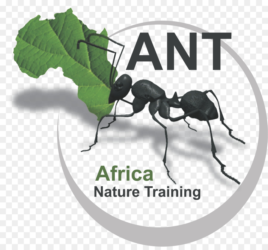 Karınca，Afrika Doğa Eğitimi PNG
