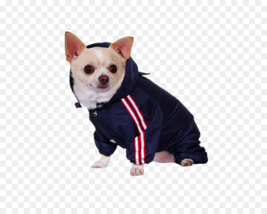 Köpek ırkı，Chihuahua PNG