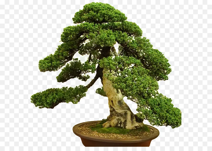 Bonsai Ağacı，Minyatür PNG