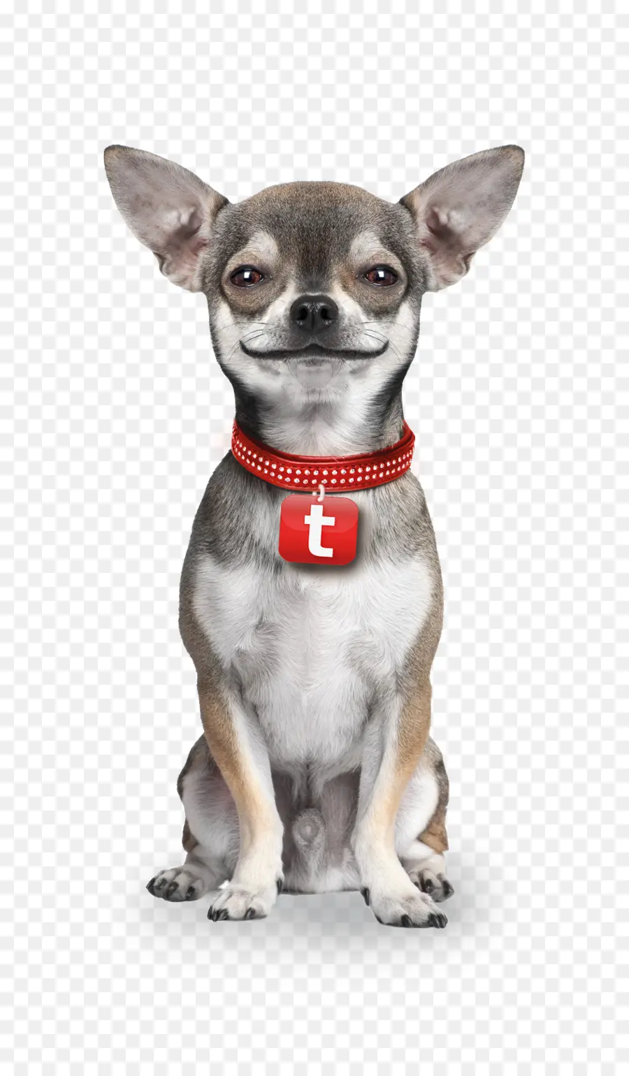 Chihuahua，Kedi PNG