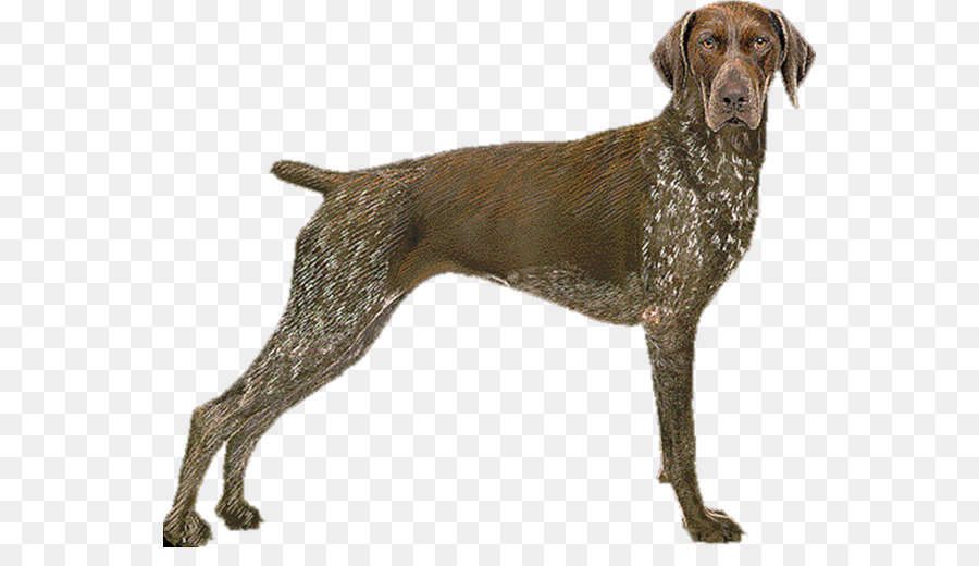 Old Danish Pointer Alman Pointer Alman Uzun Beyaz Tuylu Pointer Alman Kisa Tuylu Pointer Yuzlerce Border Collie Seffaf Png Goruntusu