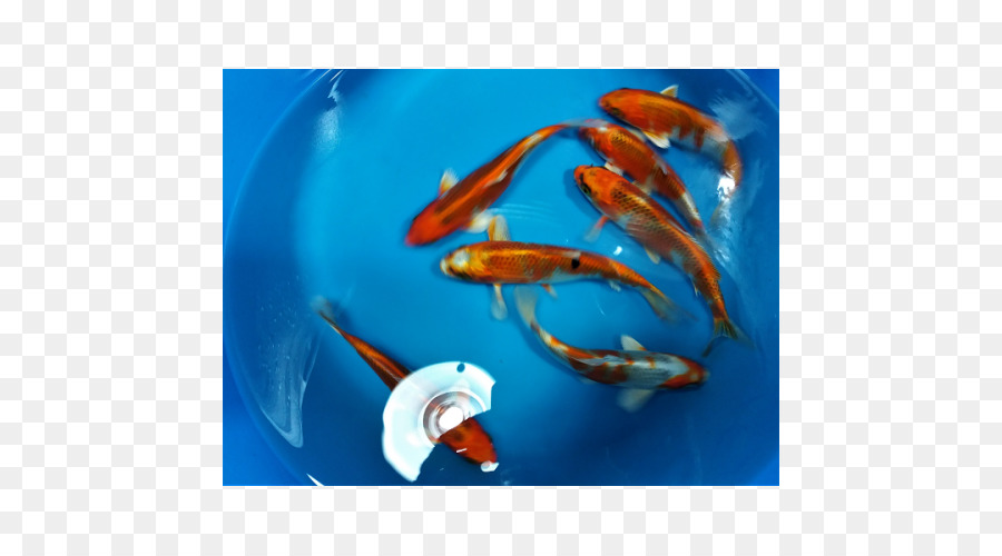 Koi，Japon Balığı PNG