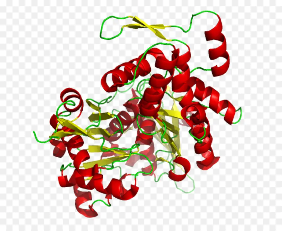 Protein Yapısı，Molekül PNG