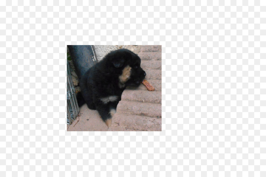 Köpek ırkı，Rottweiler PNG