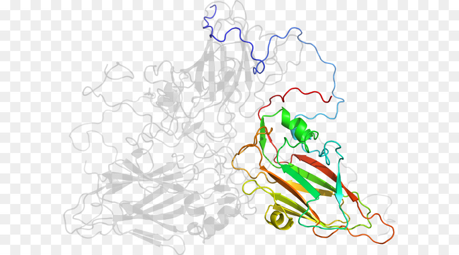 Protein Yapısı，Molekül PNG