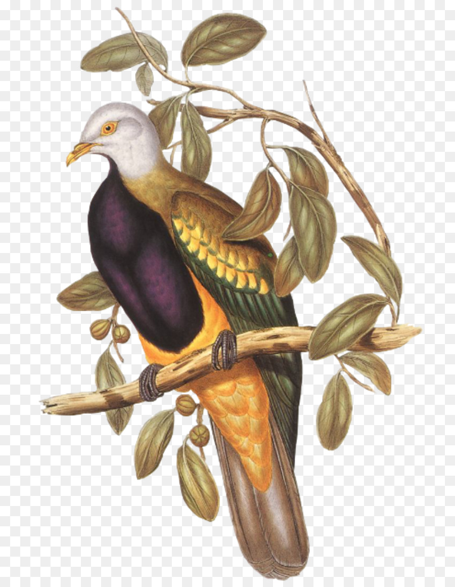 Wompoo Meyve Güvercin，Kuş PNG