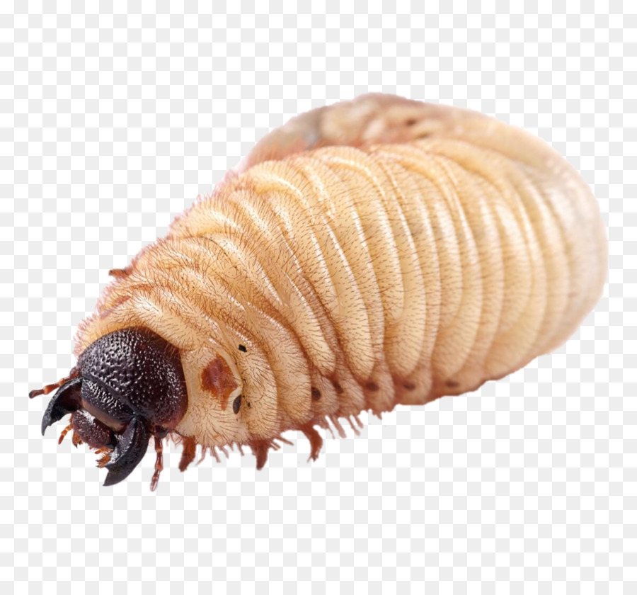 Larva，Grub PNG