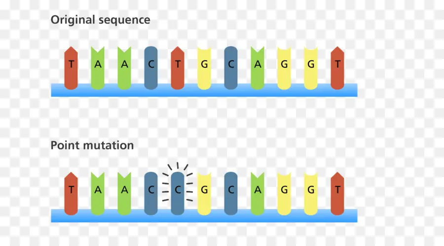 Dna Dizisi，Genetik PNG