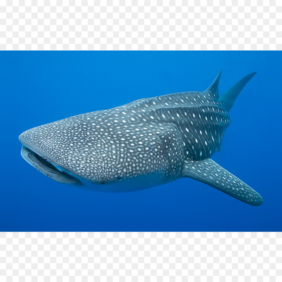 Köpekbalığı，Balina Köpekbalığı PNG
