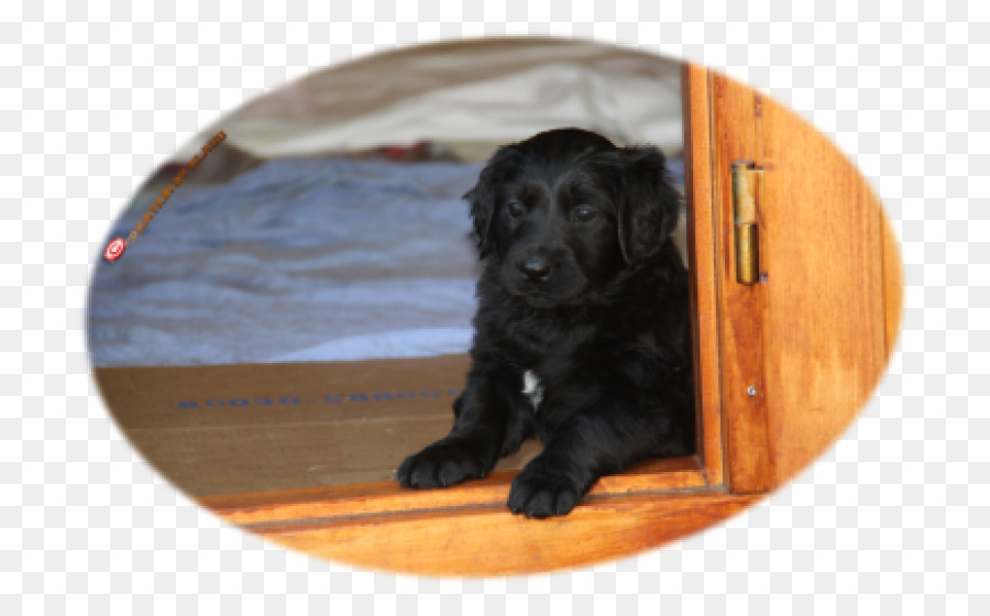 Boykin Spaniel，Alan Spaniel PNG