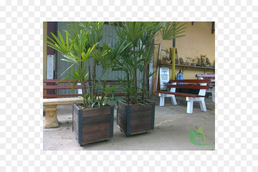 Arecaceae，Majorelle Bahçesi PNG