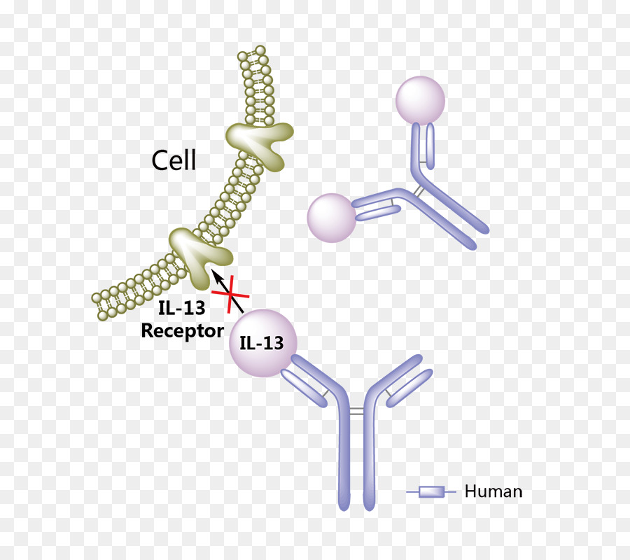 Hücre Reseptörü，Antikor PNG