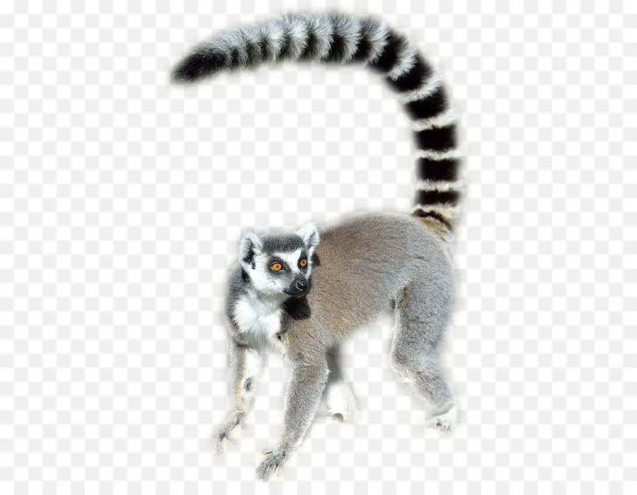 Lemur，Halka Kuyruklu PNG