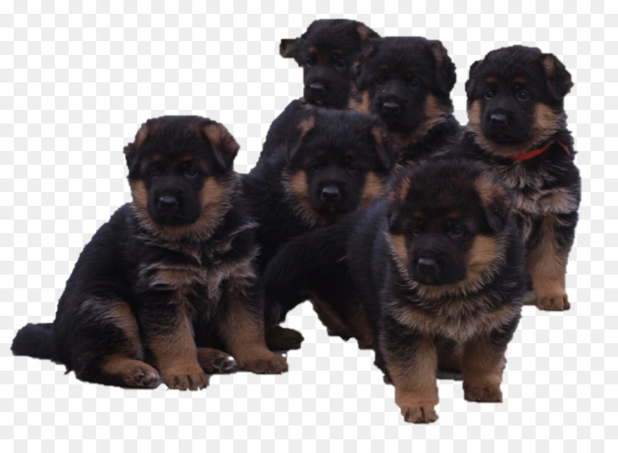 Köpek Yavrusu，Rottweiler PNG