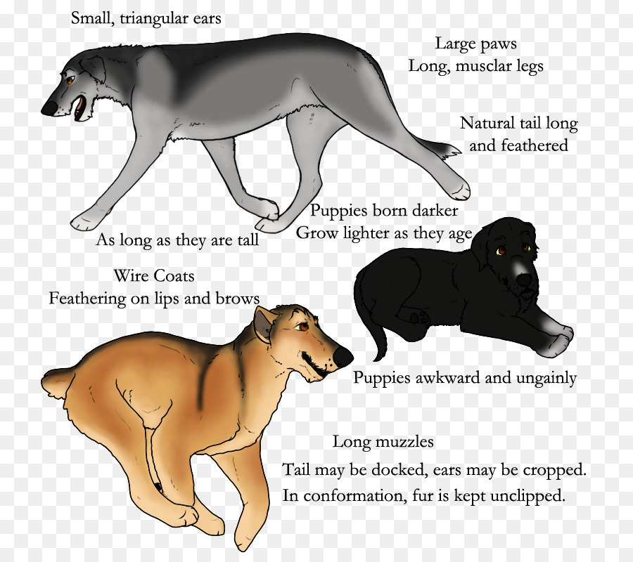 Köpek ırkı，Aslan PNG