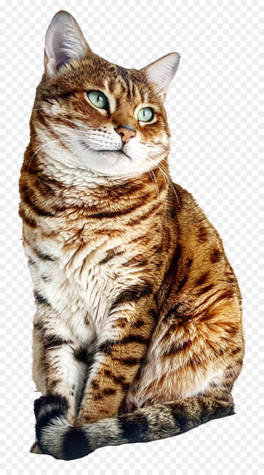 Kedi，Evcil Hayvan PNG