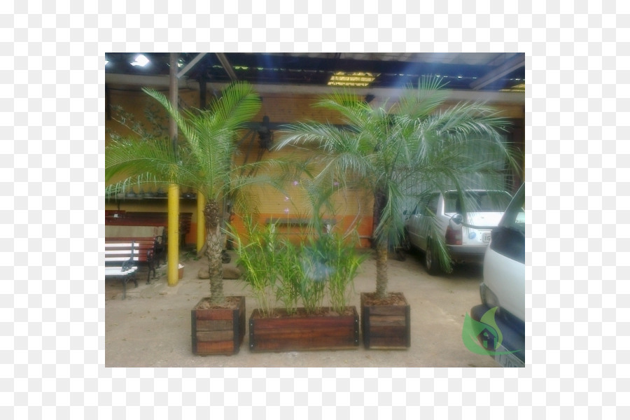 Arecaceae，özellik PNG